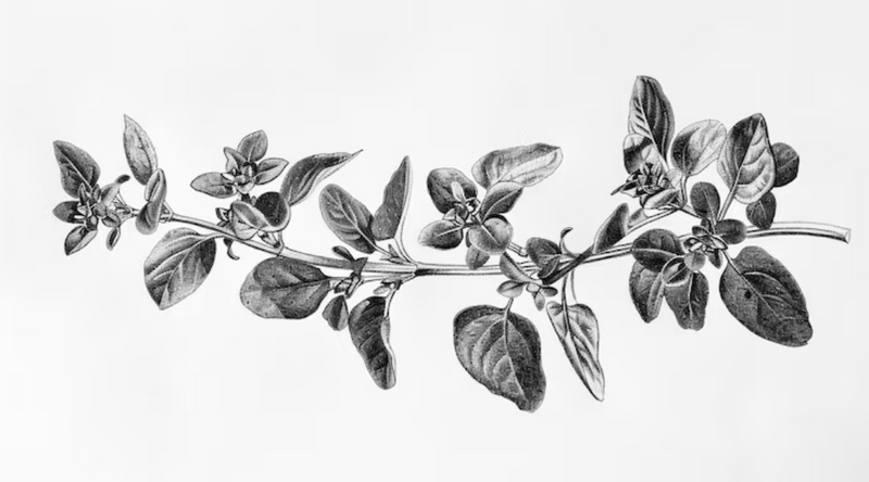 DIPTYQUE
